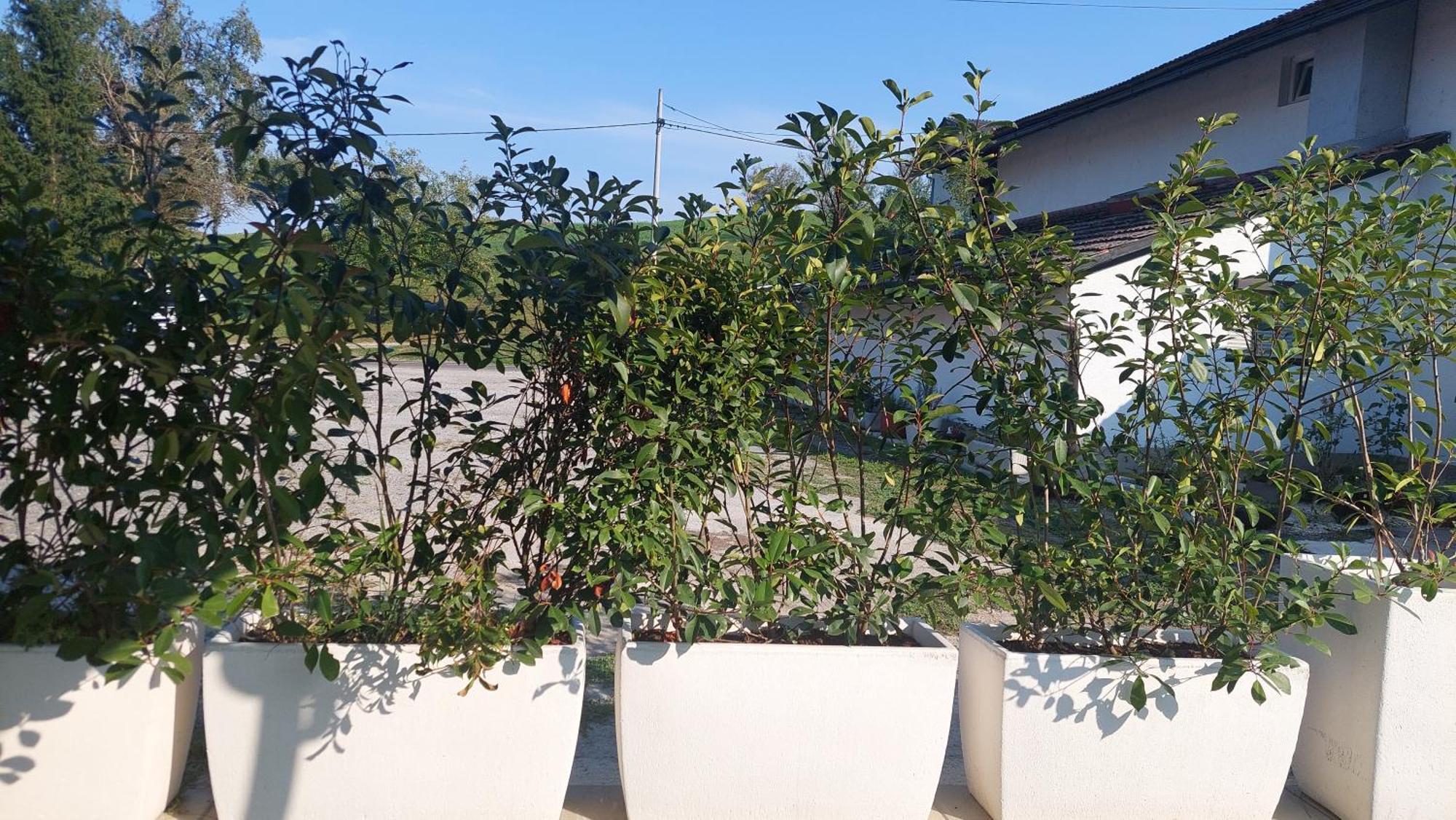 Kod Ane Apartment Belavici Luaran gambar